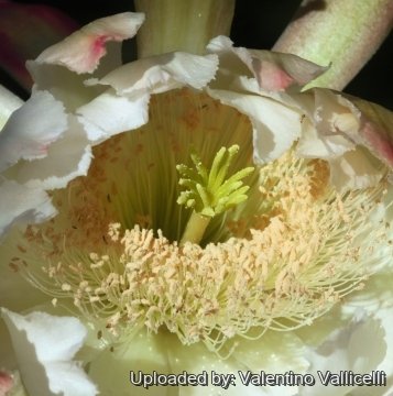 Cereus forbesii cv. Spiralis