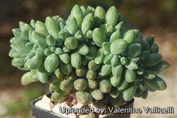 Pachyphytum compactum f. cristatus