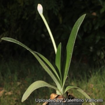 Haemanthus albiflos