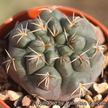 Gymnocalycium robustum
