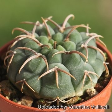 Gymnocalycium ochoterenae subs. vatteri