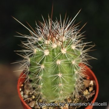 Echinocereus enneacanthus
