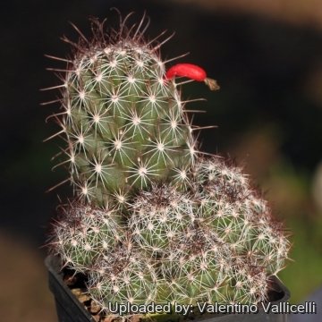 Mammillaria swinglei