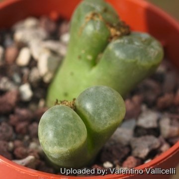 Conophytum verrucosum
