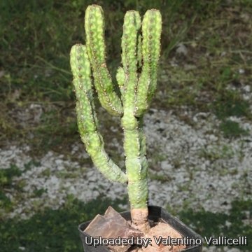 Euphorbia х lyttoniana