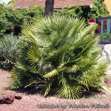 Chamaerops humilis