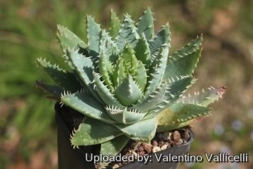 Aloe brevifolia