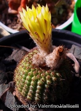 Frailea chiquitana