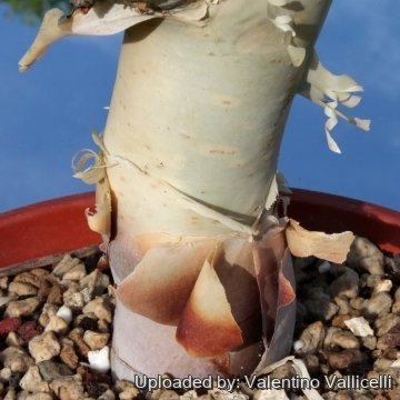 Commiphora kataf