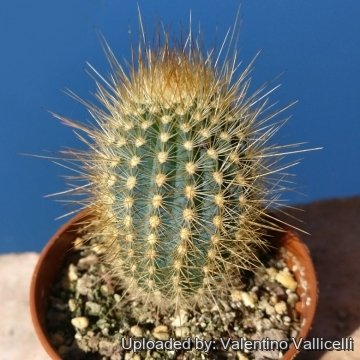 Siccobaccatus estevesii