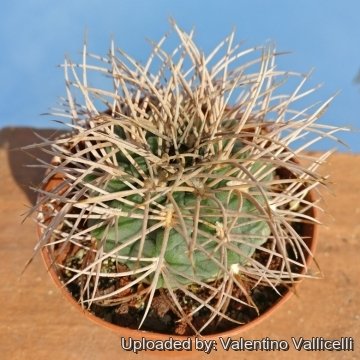 Gymnocalycium weissianum