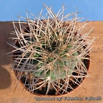 Gymnocalycium weissianum