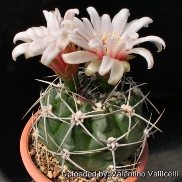 Gymnocalycium bodenbenderianum subs. intertextum