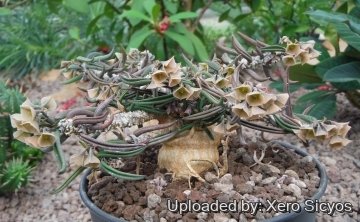 Euphorbia cylindrifolia subs. tuberifera