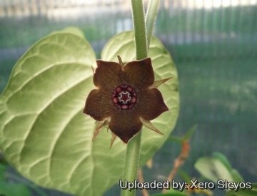 Matelea cyclophylla