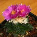 Flowers are pink-purple with greenish-white margins, inner perianth parts deep magenta. Flowers are pink-purple with greenish-white margins, inner perianth parts deep magenta.