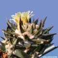 Ariocarpus trigonus Ariocarpus trigonus
