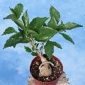 A young ''Bonsai'' of Baobab (Adansonia digitata) A young ''Bonsai'' of Baobab (Adansonia digitata)