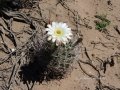 Flower in habitat. Flower in habitat.