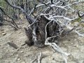 A clump nested under a Jarilla (Larrea nitida cavanilles) Bajada Del Agrio, Neuquen, Argentina.