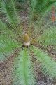 Male specimen, coning habit. Male specimen, coning habit.