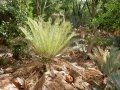 These Cycas furfuracea plants flush green and turn blue as leaves mature. These Cycas furfuracea plants flush green and turn blue as leaves mature.