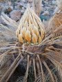 Female cone with developing seeds after seasonal bush fires have devastated the area. East Kimberley Region. Female cone with developing seeds after seasonal bush fires have devastated the area. East Kimberley Region.