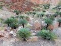 Cycas pruinosa in Habitat, East Kimberley Region of Western Australia. Cycas pruinosa in Habitat, East Kimberley Region of Western Australia.