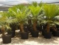 Potted specimens Cycad International, Katherine, Northern Territory, Australia Potted specimens Cycad International, Katherine, Northern Territory, Australia