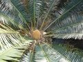 Cycad Cones in Joe's Cycad Gardens. Male cone, still developing. Cycad Cones in Joe's Cycad Gardens. Male cone, still developing.