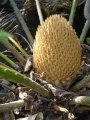 Cycad Cones in Joe's Cycad Gardens. Male cone, still developing. Cycad Cones in Joe's Cycad Gardens. Male cone, still developing.