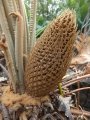 Cycad Cones in Joe's Cycad Gardens. Cycas siamensis, Male cone. Cycad Cones in Joe's Cycad Gardens. Cycas siamensis, Male cone.