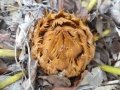 Cycas siamensis. Receptive Female cone in the collection at Jurassic Cycad Gardens. Cycas siamensis. Receptive Female cone in the collection at Jurassic Cycad Gardens.