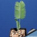 Dion edule seedling from Rio Verde Dion edule seedling from Rio Verde