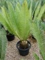 Photo by Cycad International. https://www.facebook.com/Cycads Photo by Cycad International. https://www.facebook.com/Cycads