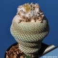 Epithelantha bokei MK 29 . 105 Epithelantha bokei MK 29 . 105