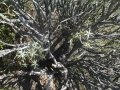Euphorbia balsamifera in Masca Gorge, at Tenerife, Spain (Canary Islands). Euphorbia balsamifera in Masca Gorge, at Tenerife, Spain (Canary Islands).