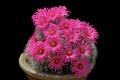 If grown correctly, it will recompense the grower with generous displays of amazing flowers. If grown correctly, it will recompense the grower with generous displays of amazing flowers.
