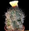Astrophytum capricorne, a 25 years old specimen. Astrophytum capricorne, a 25 years old specimen.