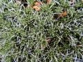 Habit, Neuquén province, Argentina. Habit, Neuquén province, Argentina.