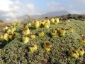 Fruiting habit, Neuquén province, Argentina. Fruiting habit, Neuquén province, Argentina.