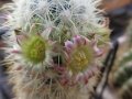 Mammillaria microhelia (white spines form? hybrid?) Mammillaria microhelia (white spines form? hybrid?)