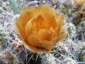 Opening flower in habitat. Opening flower in habitat.