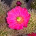 Echinocereus coccineus var rosei RI 284 (F. Magon C) - ex P. Panarotto.