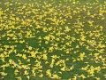 Flowers covering ground at Pukalani, Maui, Hawaii. April 21, 2009