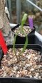 After 3 years from seeding the Trachyandra tortilis starts to produce folded leaves. After 3 years from seeding the Trachyandra tortilis starts to produce folded leaves.