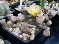 Rebutialand cactus collection Demjén, Hungary.