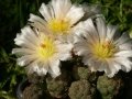 Rebutialand cactus collection Demjén, Hungary.