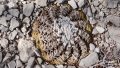 In times of severe drought, the whole above-ground portion of these plants can shrink and be covered by rock fragments.