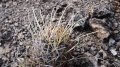 Ancistrocactus uncinatus. Habitat, Mexico.